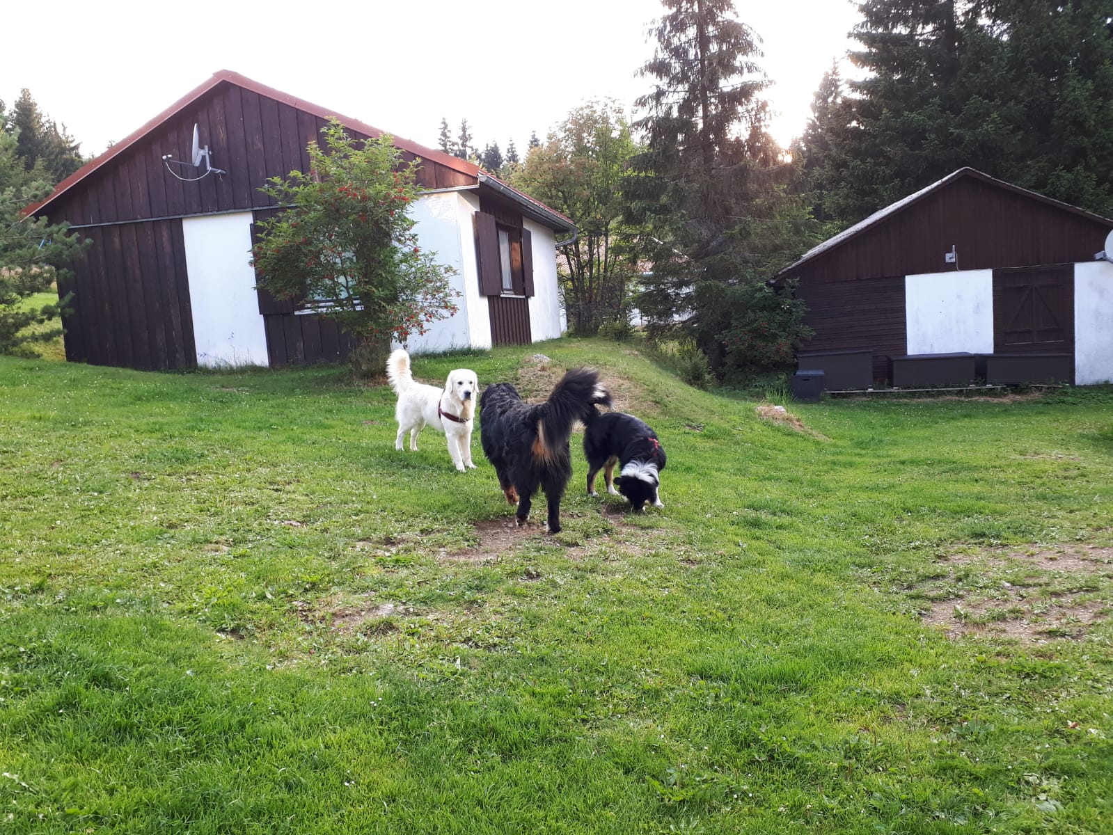 Ruhige Begegnung dreier Hunde – kontrolliert trainiert