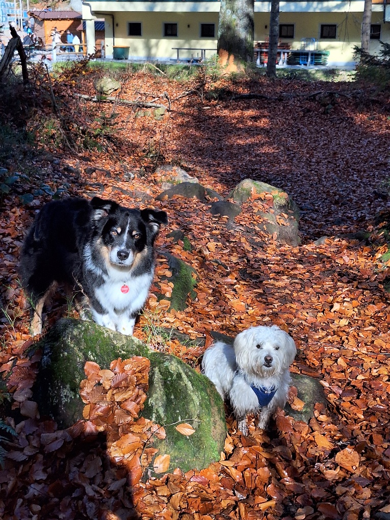 Ruhige Begegnung zweier Hunde