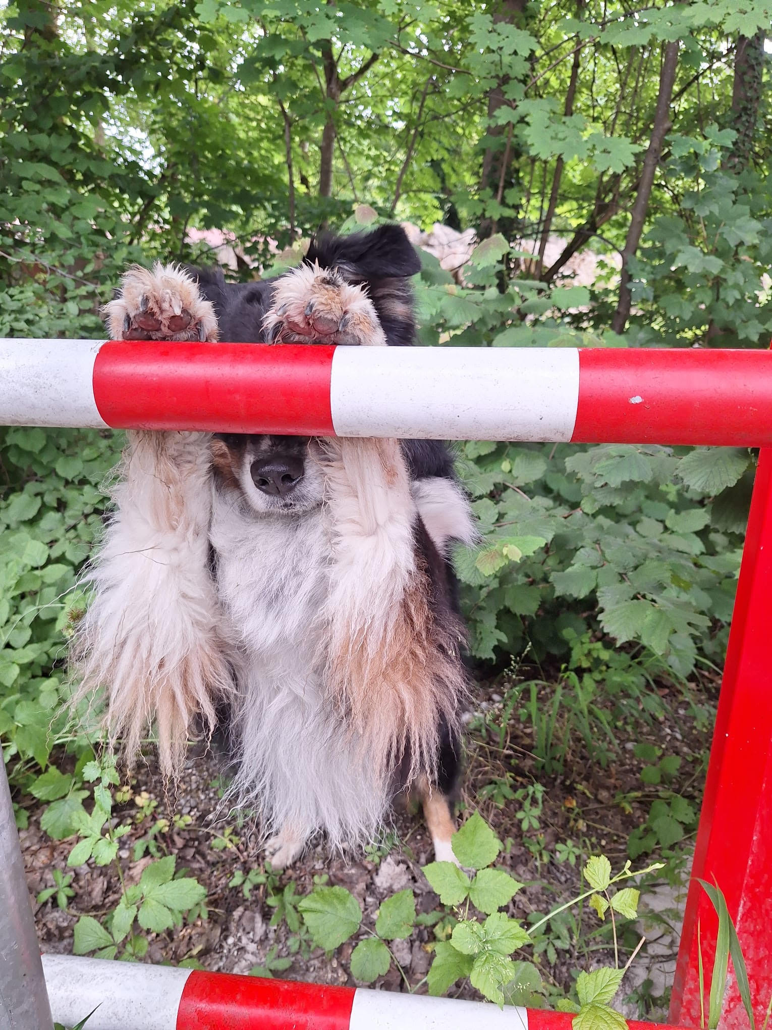 Ruhige Begegnung zweier Hunde